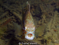Yawning pumkinseed sunfish by Daniel Wernli 